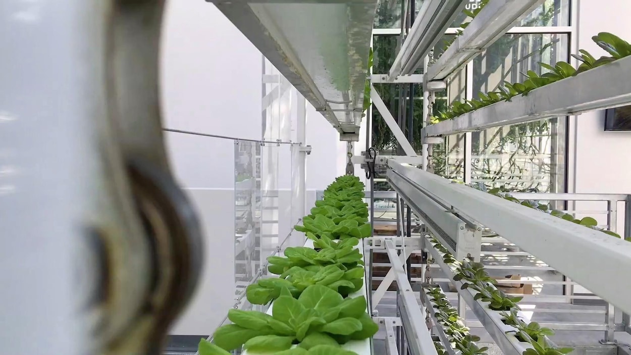 Ferme de Vertical Harvest à Jackson Hole, au Wyoming. Les cultures sont plantées sur plusieurs étages.