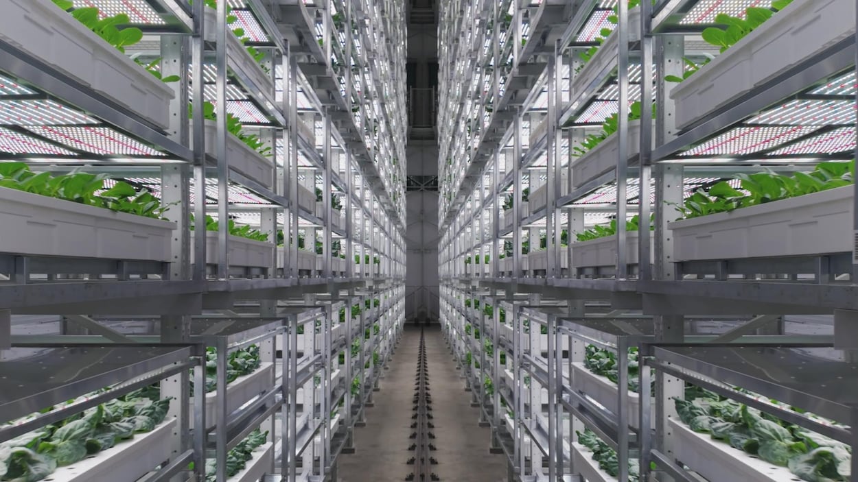 Une ferme verticale géante à Singapour pour assurer la sécurité alimentaire