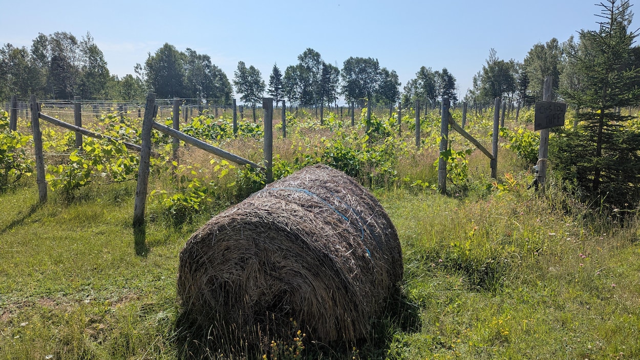 Les effets des bouleversements climatiques sur les agriculteurs de la Côte-Nord
