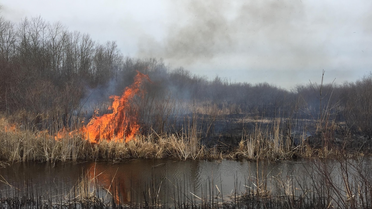 Un feu de brousse. Un feu de brousse.