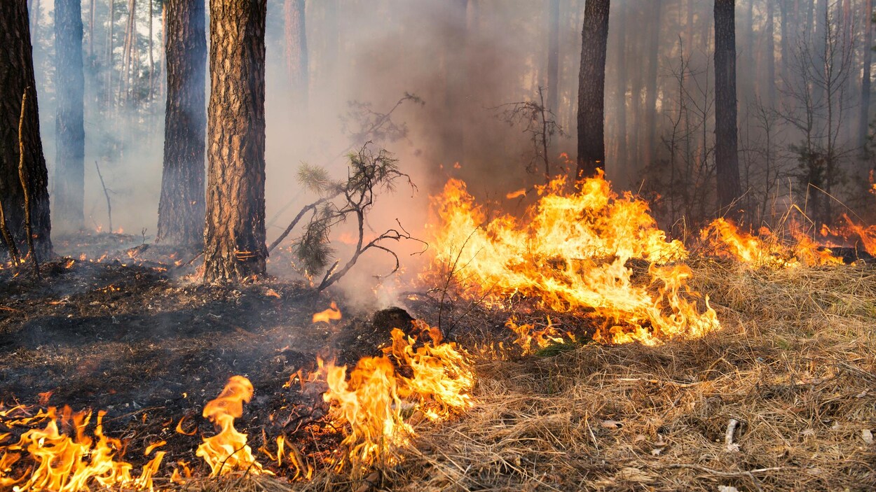Les flammes d'un feu de broussailles s'approchent d'un arbre. Les flammes d'un feu de broussailles s'approchent d'un arbre.