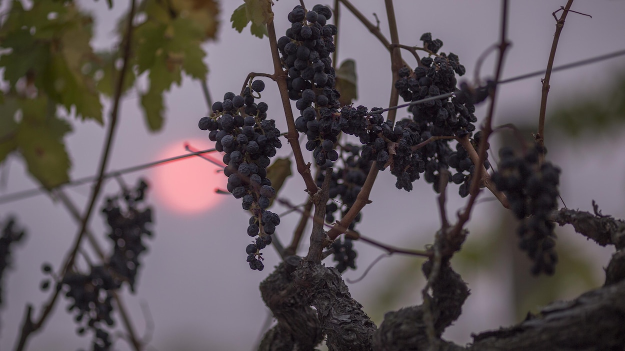 Les vignobles désertés par les touristes