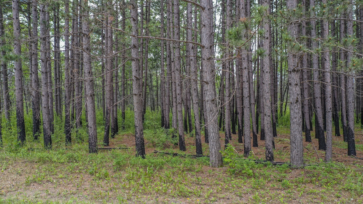 Une zone forestière a été brûlée à la base, mais les arbres sont toujours vivants.
