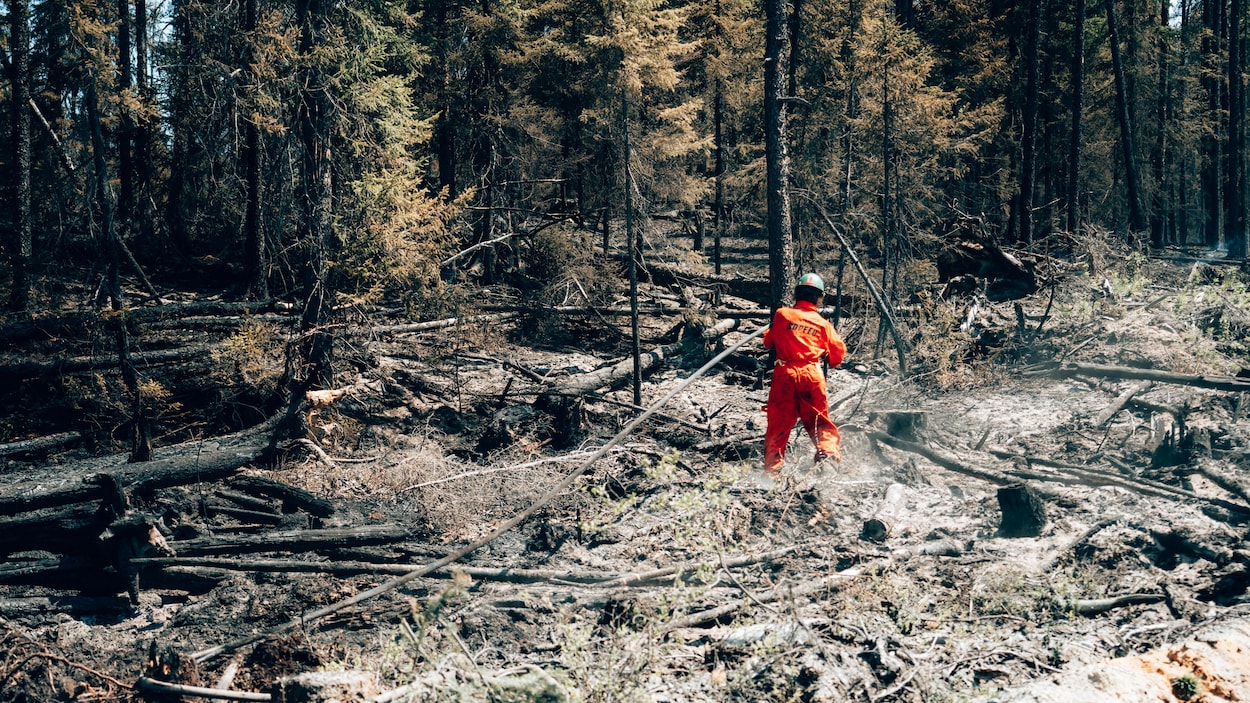 Un voyage dans la forêt!, Sam le Pompier ⭐️ Frénésie forestière