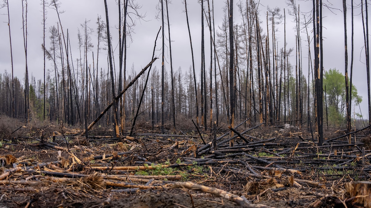 Québec octroie 336 000 $ pour lutter contre les feux de forêt au Saguenay-Lac-Saint-Jean