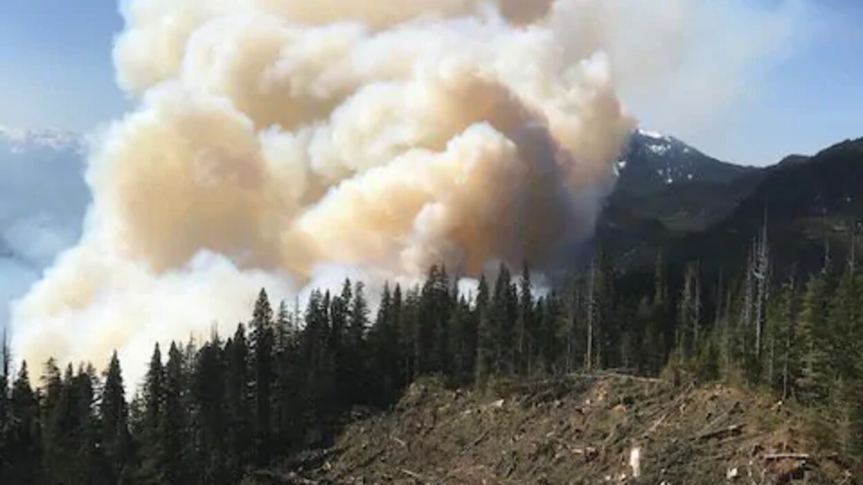 Un panache de fumée s'élève au-dessus d'une forêt.