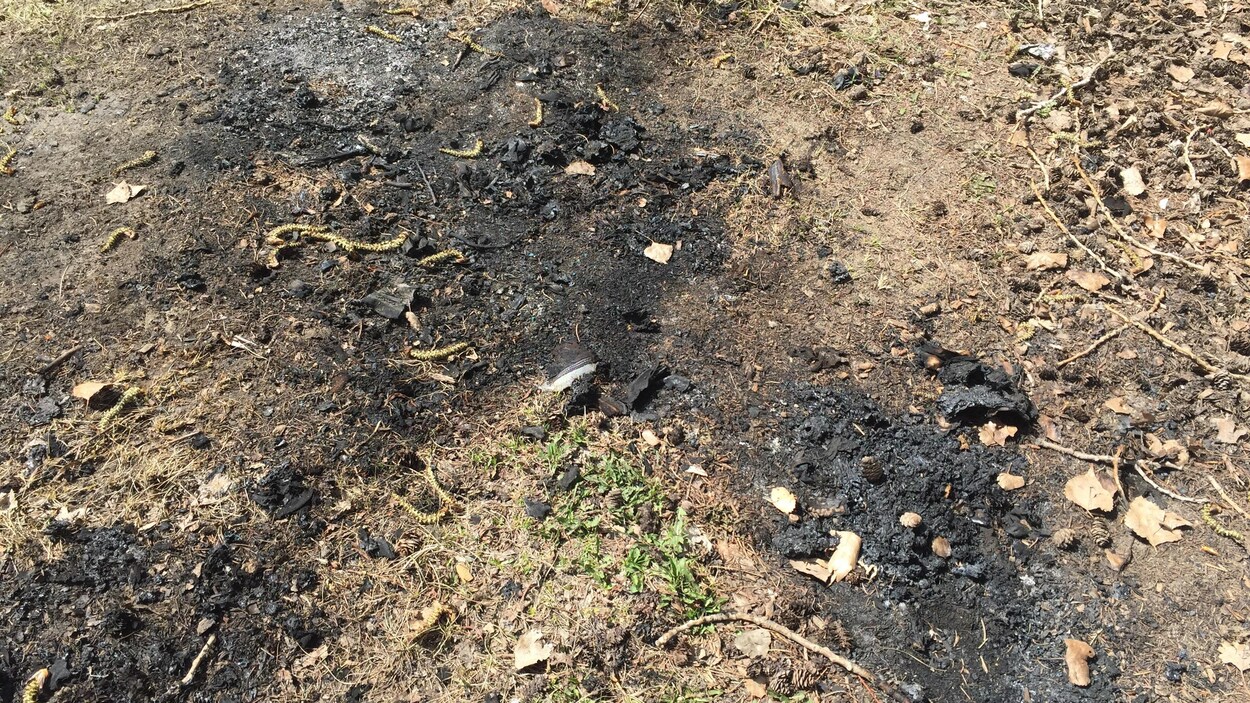 Des marques noires au sol indiquent l'endroit où s'est déclaré le feu de broussailles derrière un commerce à Winnipeg.