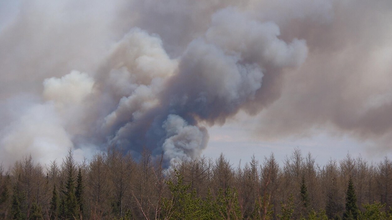 Un épais nuage de fumée s'élève par-dessus une forêt.