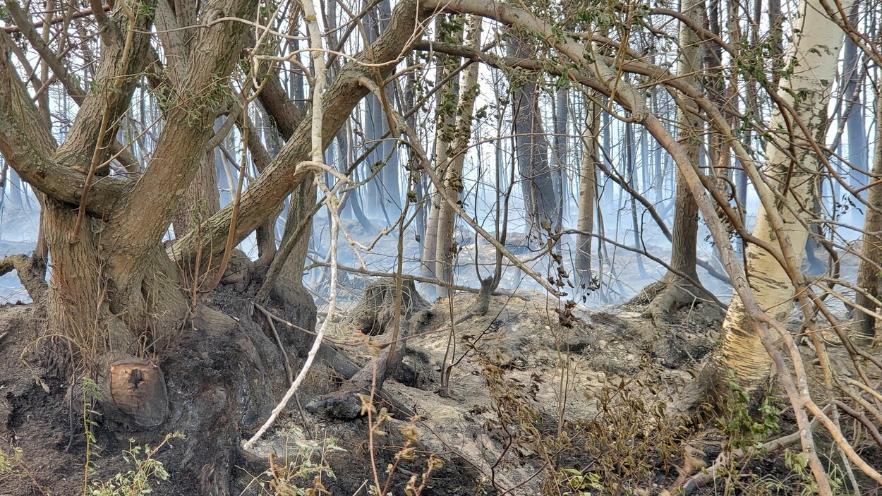 Des arbres et de la terre brûlés par un feu de forêt à Rivière-Ouelle.