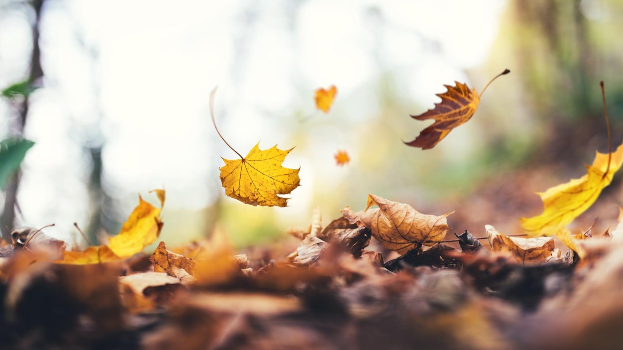 El Niño a-t-il un impact sur la couleur des feuilles?