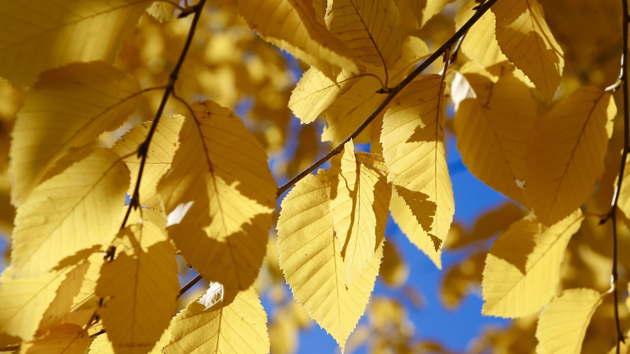 Prix de ramassage de feuilles mortes - Ootravaux