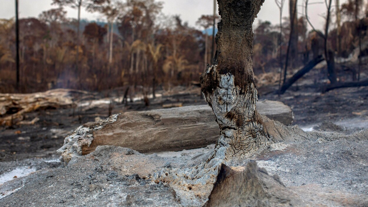 Les feux de forêt en Amazonie et au Brésil préoccupent l'Assemblée des Premières Nations.