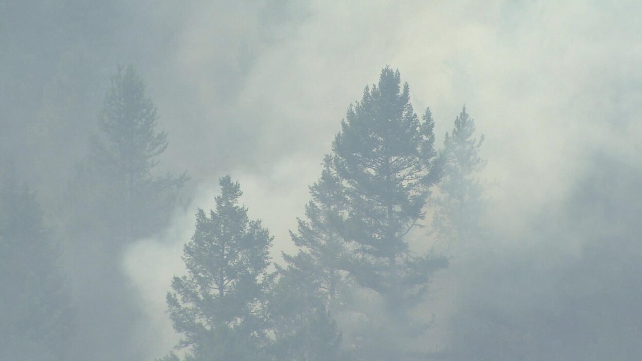 Une épaisse fumée se dégage d'un feu de forêt. Une épaisse fumée se dégage d'un feu de forêt.