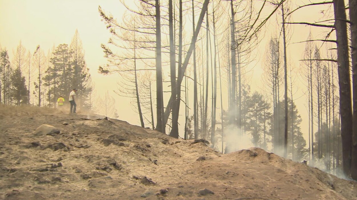 Épaisse fumée et cendres après le passage d'un feu de forêt à Princeton, en Colombie-Britannique, en juillet 2017. Épaisse fumée et cendres après le passage d'un feu de forêt à Princeton, en Colombie-Britannique, en juillet 2017.