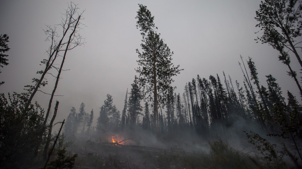 Une foret noircie par le feu, avec quelques flammes brûlant encore.