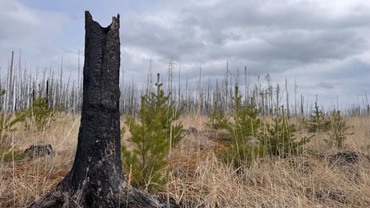 Au Canada, les mégafeux brûlent plus vite que les arbres ne repoussent