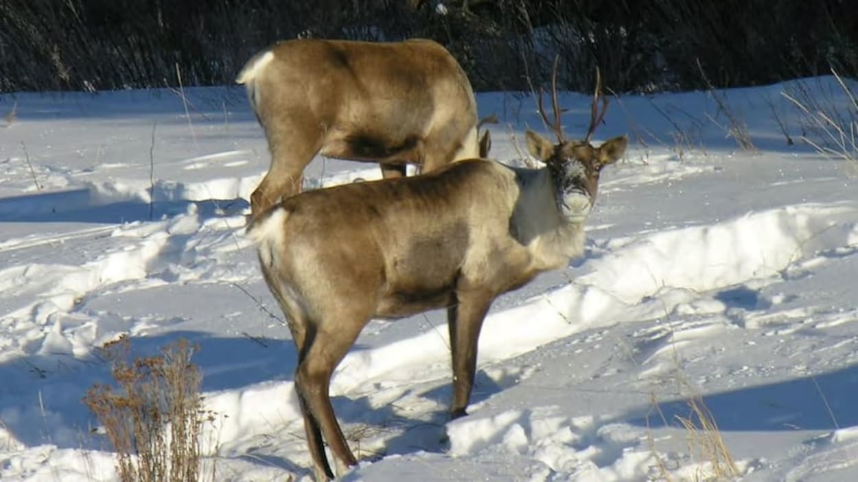 Une harde de caribous acquiert le statut de « personne écologique » au Yukon