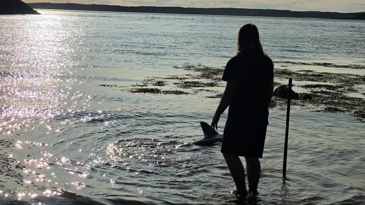 Un adolescent de 15 ans au secours d’un requin échoué sur une plage