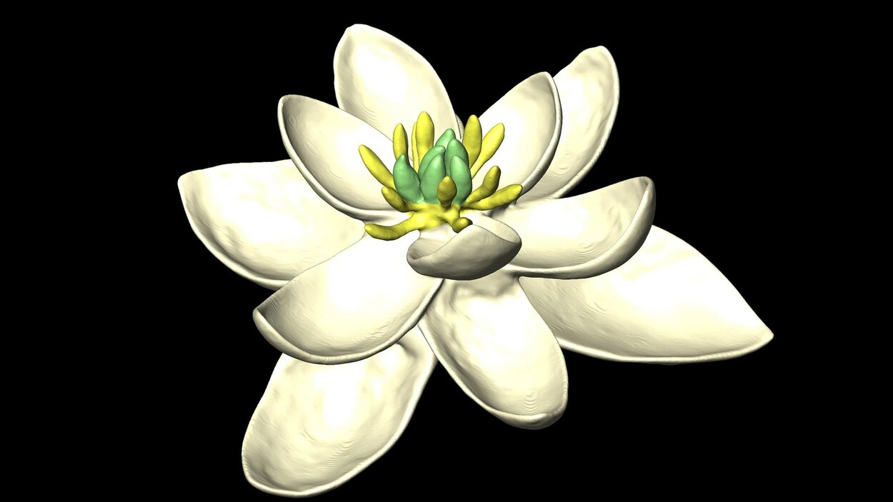 Modèle de la fleur ancestrale Modèle de la fleur ancestrale