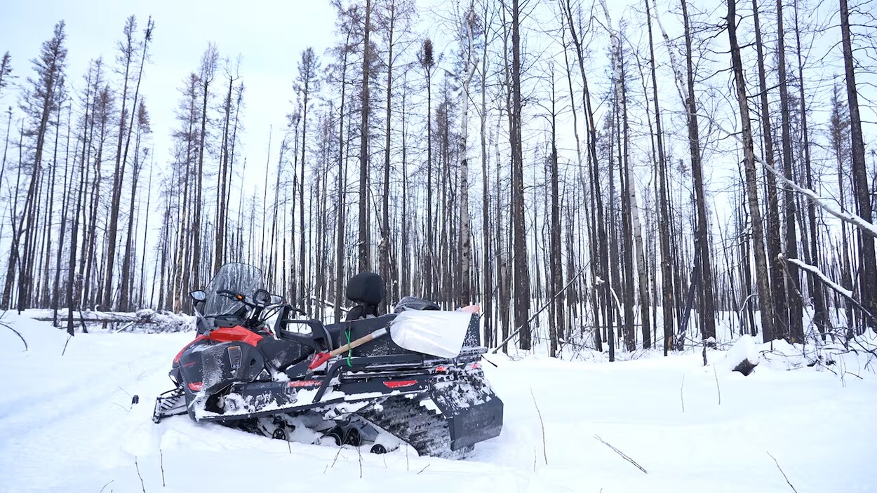Après les flammes, la résilience : les sentiers de Flin Flon renaissent de leurs cendres