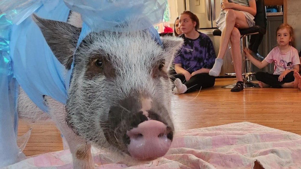 Flora, un cochon qui travaille à « semer du bonheur »