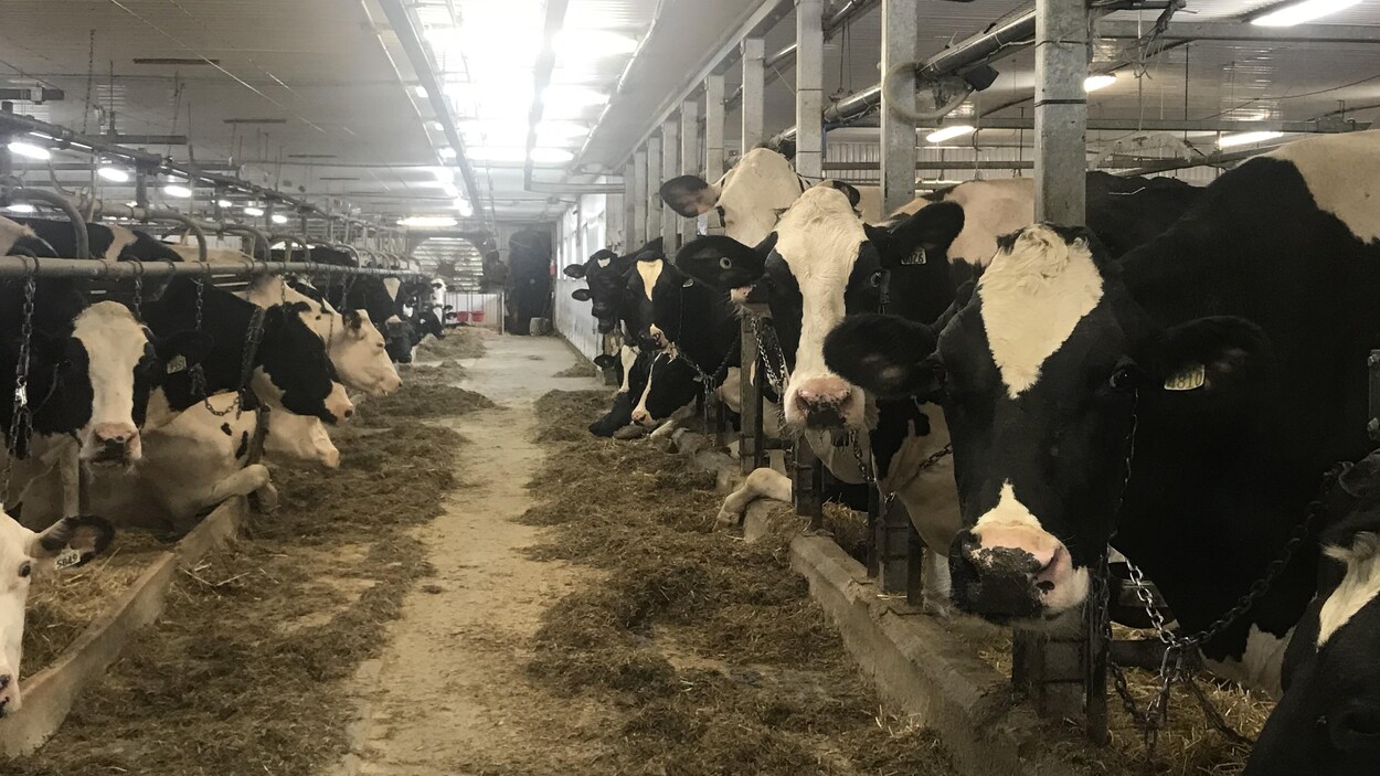 Des vaches laitières dans un bâtiment.