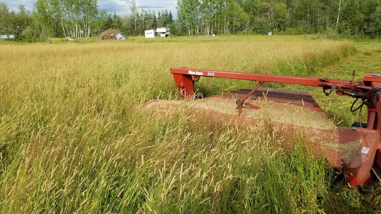 Une machine qui coupe du foin