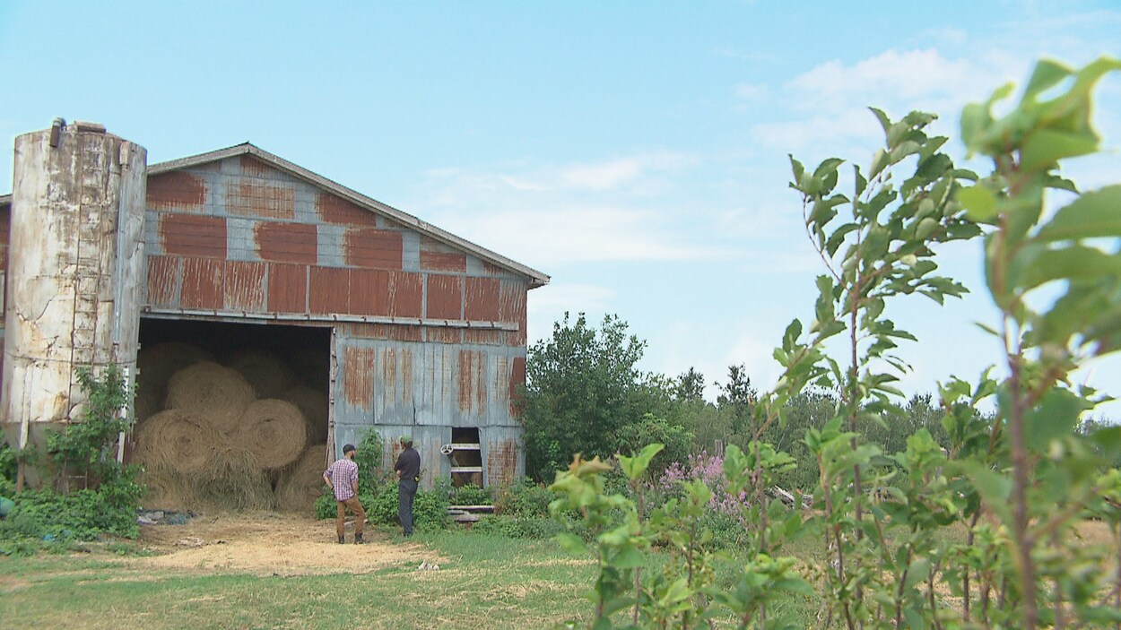 La ferme de Jean-Eude Chiasson est une des dernières exploitations bovines dans la
région.