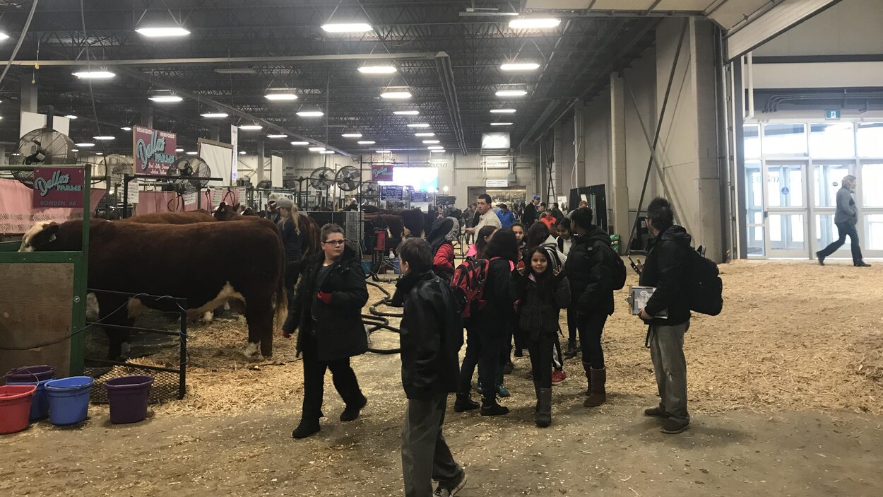 De nombreuses personnes marchent autour de quelques vaches dans un hangar de la foire agricole Agribition.
