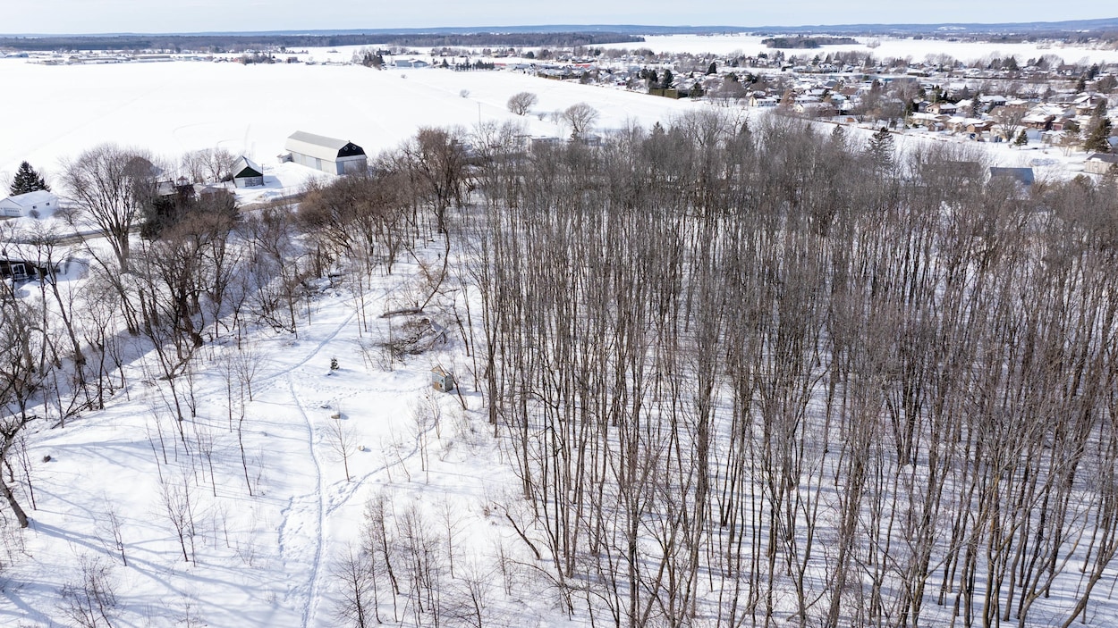 Louiseville devra abattre 600 arbres pour contrer l’agrile du frêne