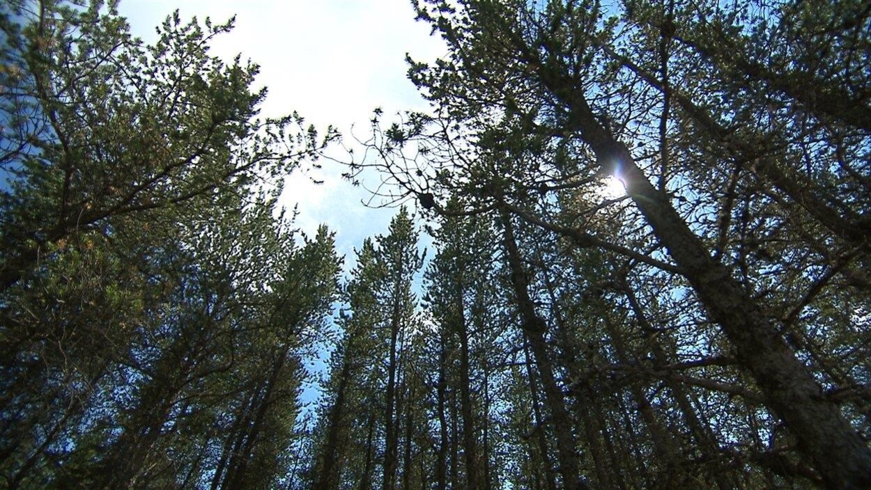 forêt forêt