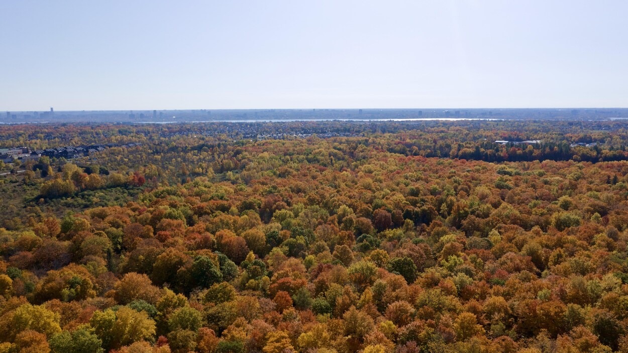 Vue à vol d'oiseau d'arbres aux couleurs d'automne à Gatineau.