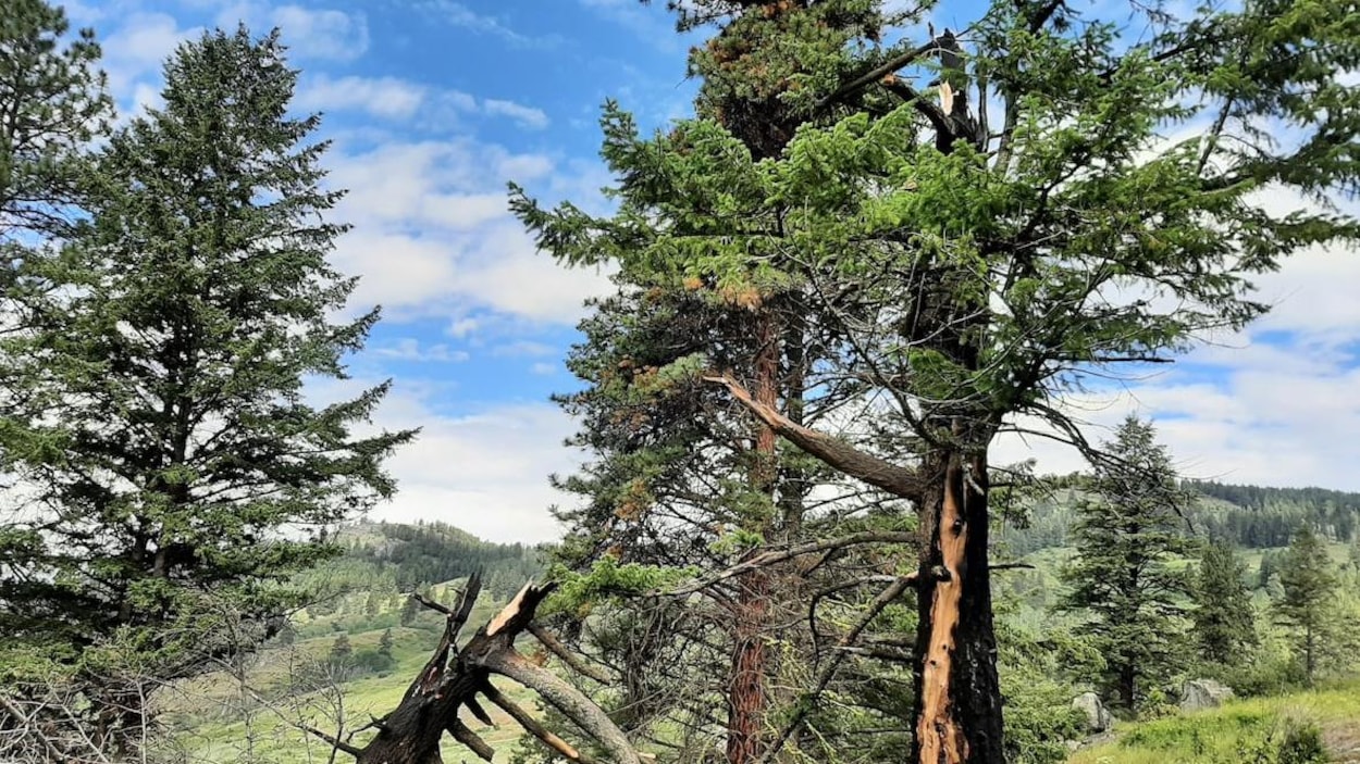 Une forêt avec des conifères sous un beau soleil
