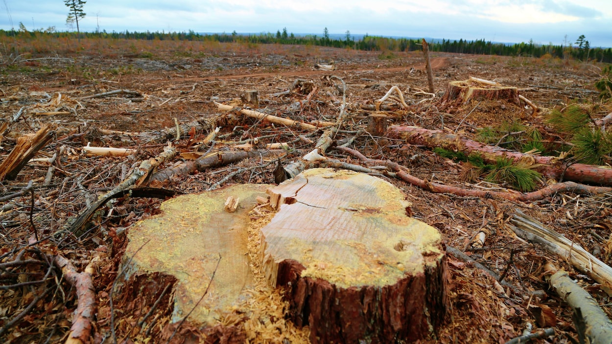 Des souches et des branchages sur le sol après la récolte d'arbres