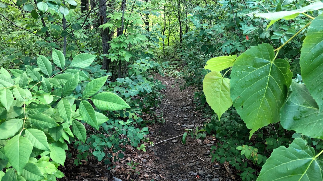 Un sentier serpente entre les arbres.