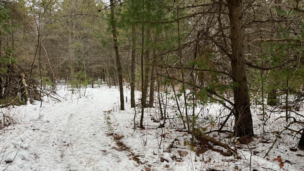 Des arbres dans une forêt enneigée.