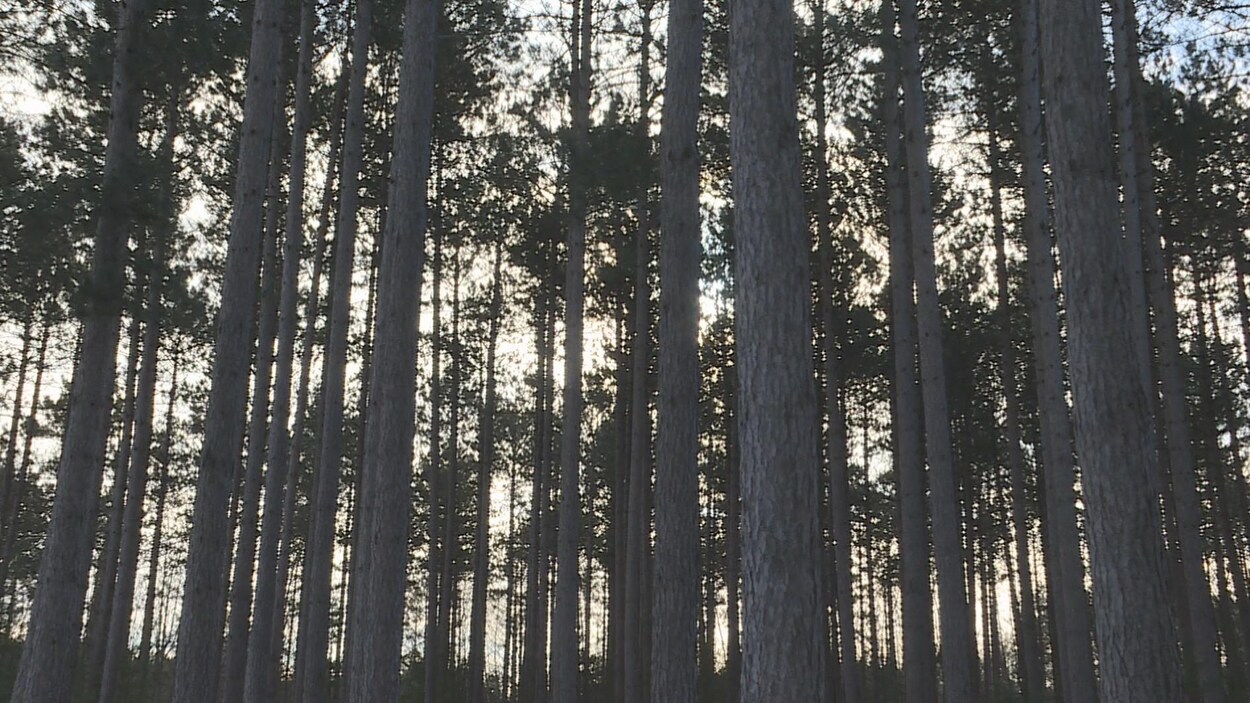 Une forêt lors du crépuscule. Une forêt lors du crépuscule.