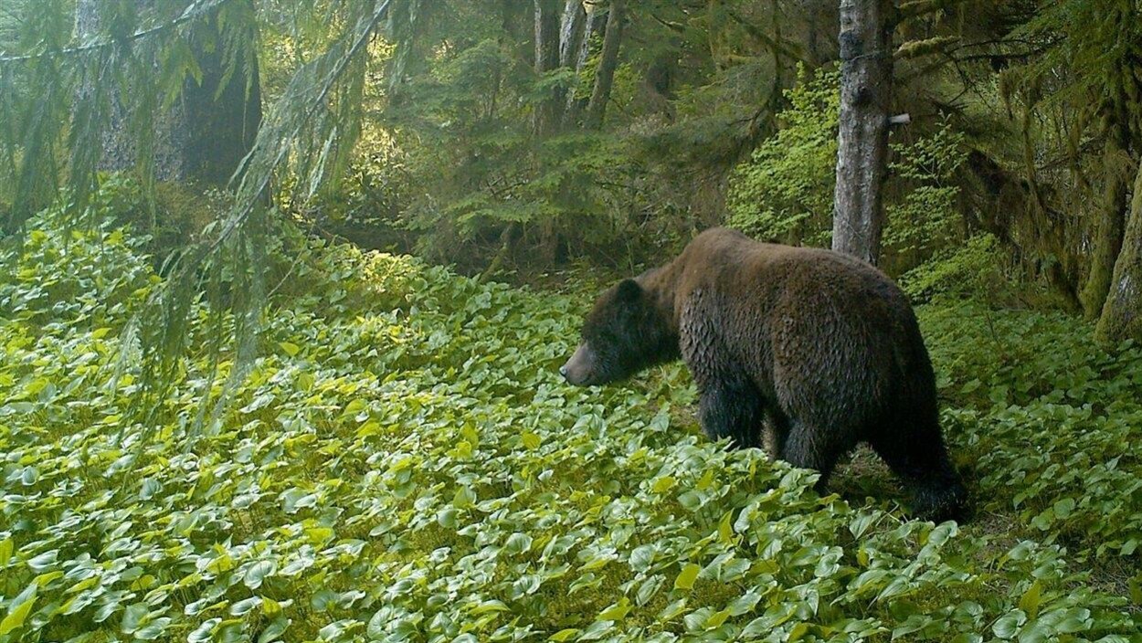 Un grizzly ans la forêt pluviale du Grand Ours en Colombie-Britannique.