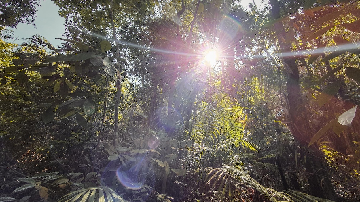 Entendre la forêt jurassique (presque) comme si vous y étiez