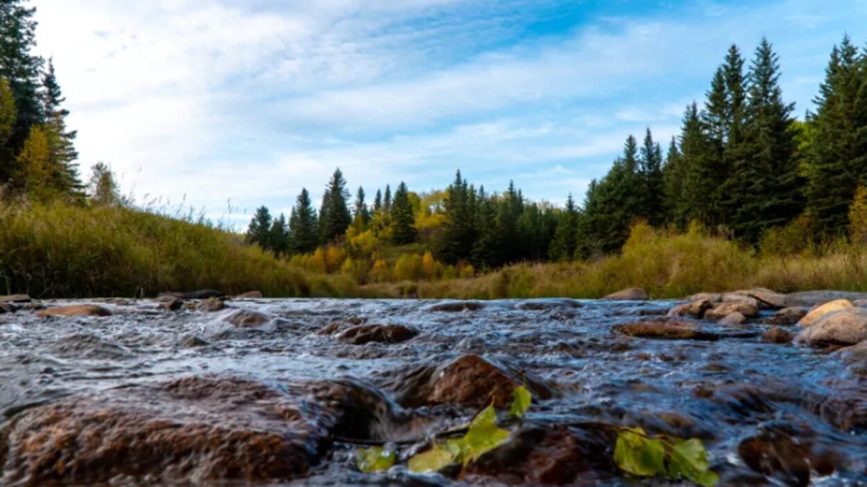 Un projet dans la forêt boréale au nord de Prince Albert préoccupe les ...