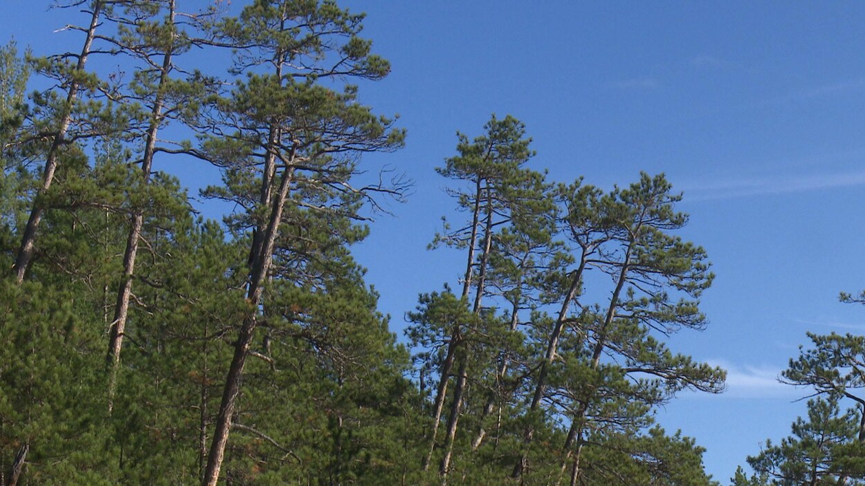 Des arbres se dressent fièrement au sein d'une forêt.