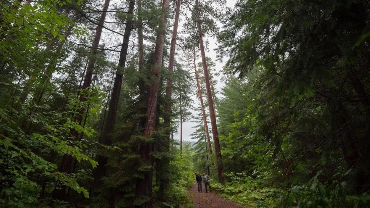 Deux personnes lèvent la tête vers les cimes au beau milieu d'une forêt.