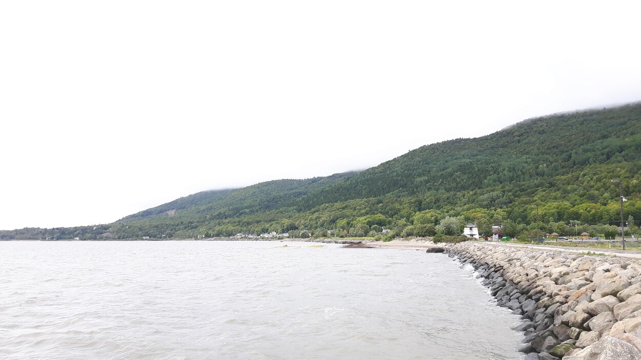 Une partie de la forêt du Massif à Petite-Rivière-Saint-Français, où sera construit le futur Club Med Québec Charlevoix