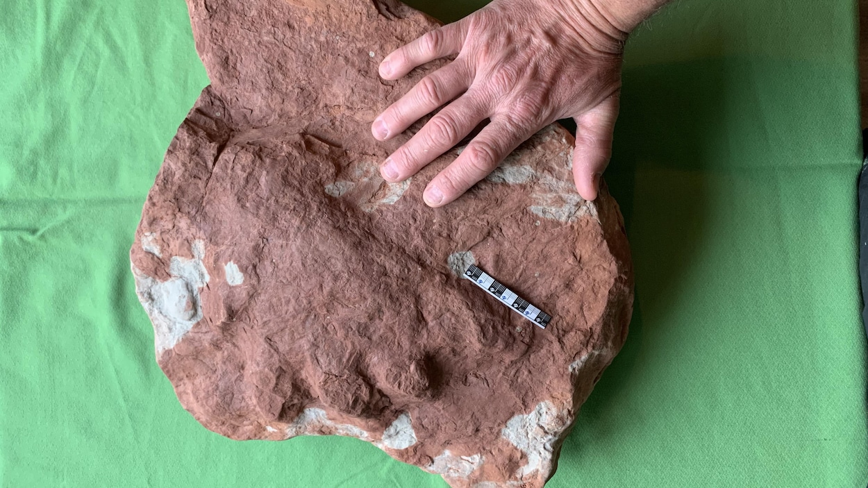 Découverte d’un fossile « unique au monde » à l’Île-du-Prince-Édouard