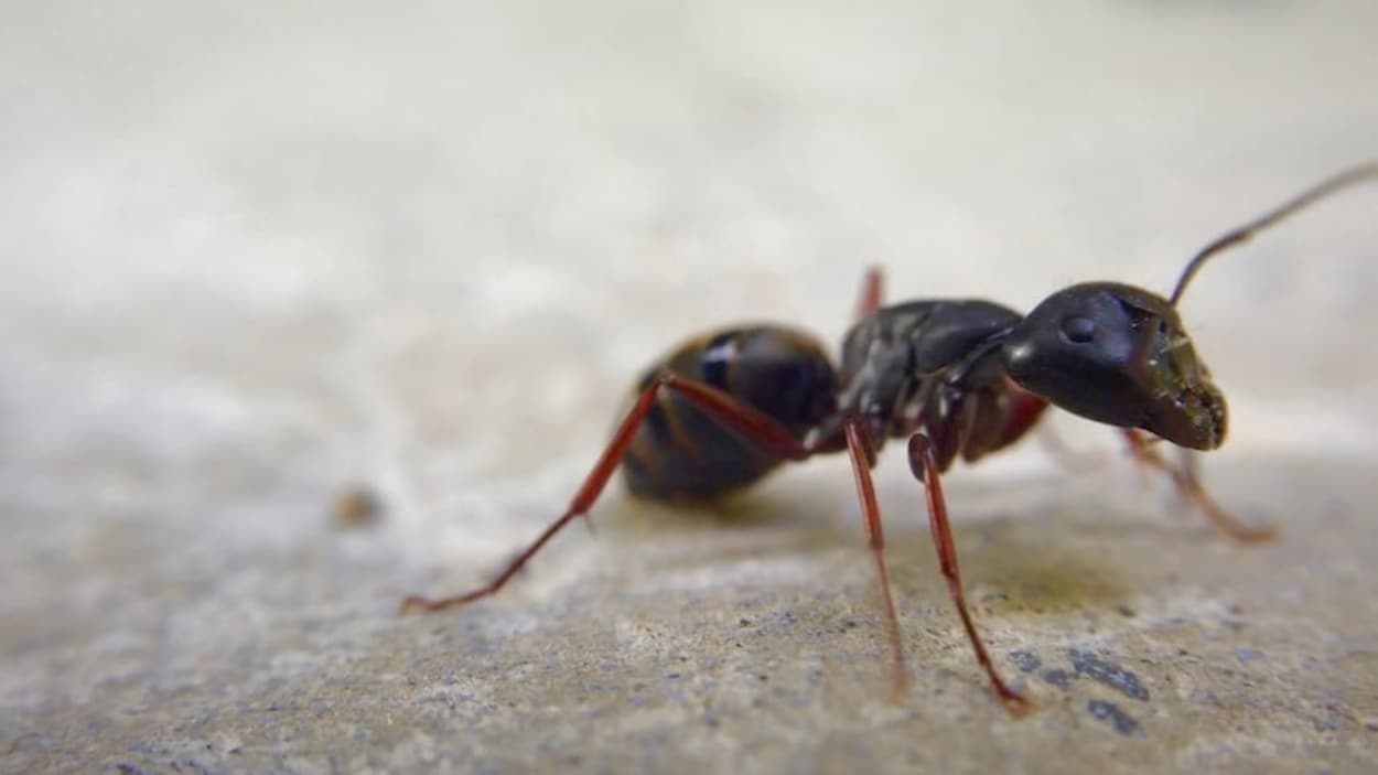 Invasion de fourmis : les chirurgies suspendues à l'hôpital de Carman