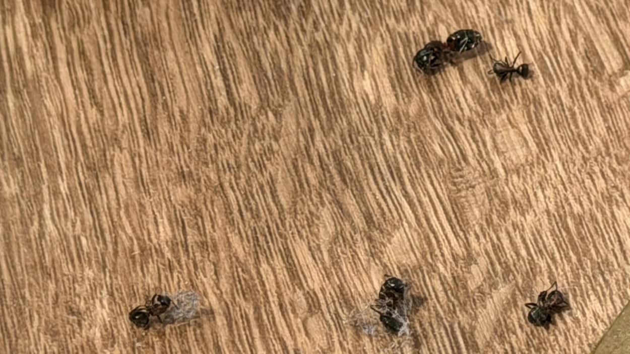 Plusieurs infestations de fourmis charpentières à Saguenay