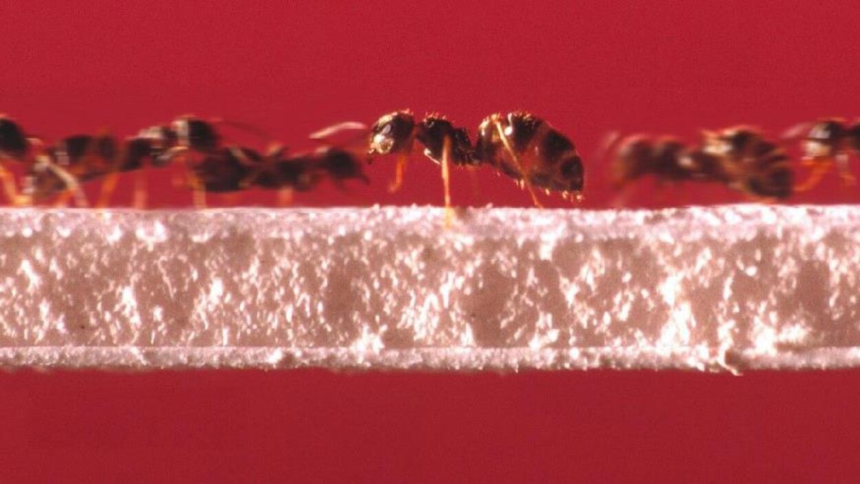 Des fourmis se déplacent sur un pont.