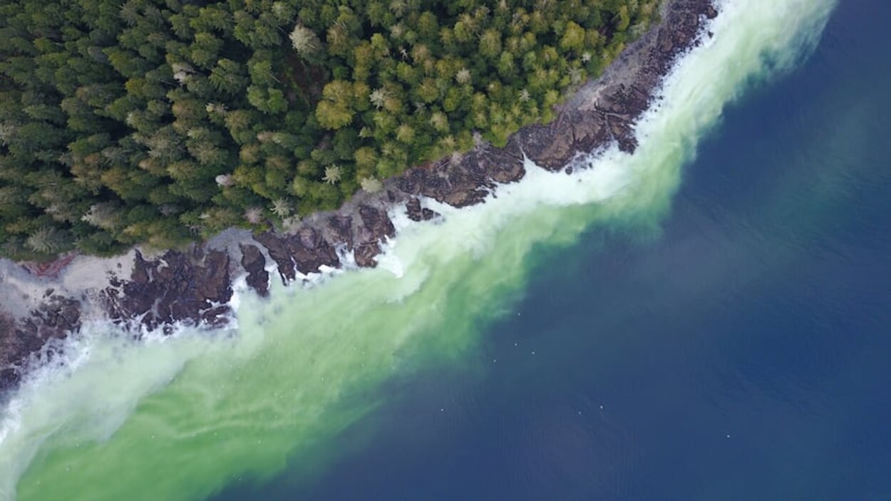 La fraie des harengs est en cours sur les côtes de l’île de Vancouver