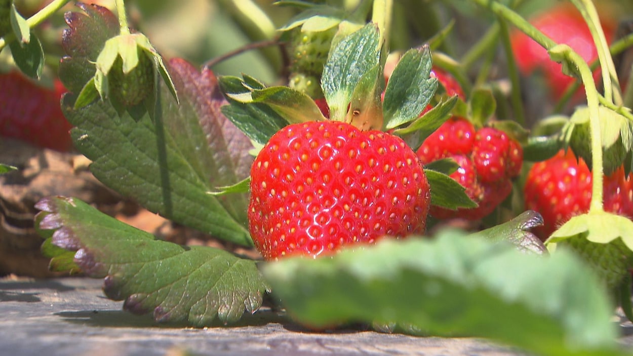 Un plan de fraises.