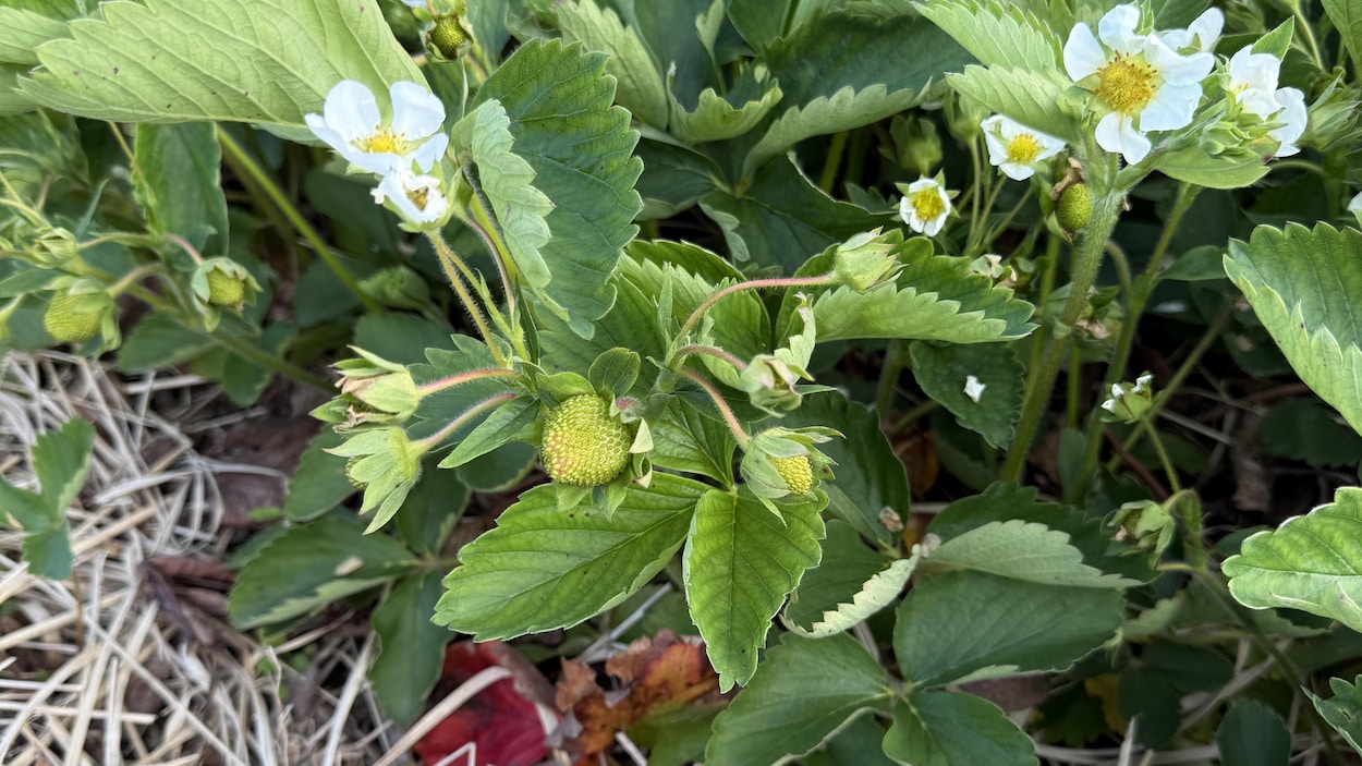 Trop d’eau pour les fraises et les fourrages